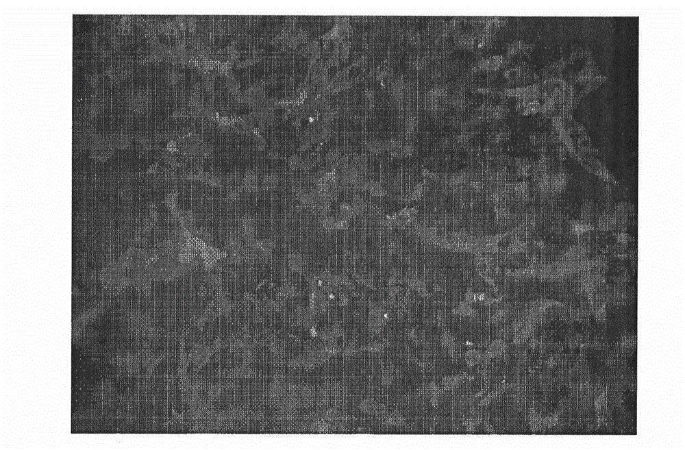 Cardiac muscle tissue engineering product and its preparation method and use