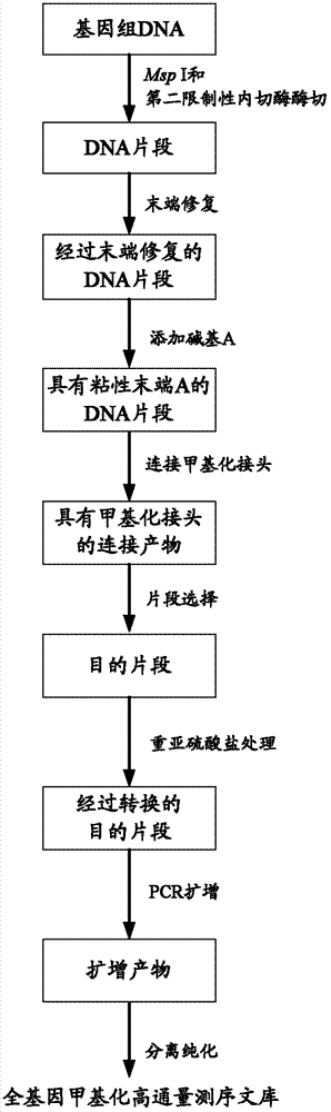 Construction method and application of genome-wide methylation high-throughput sequencing library and