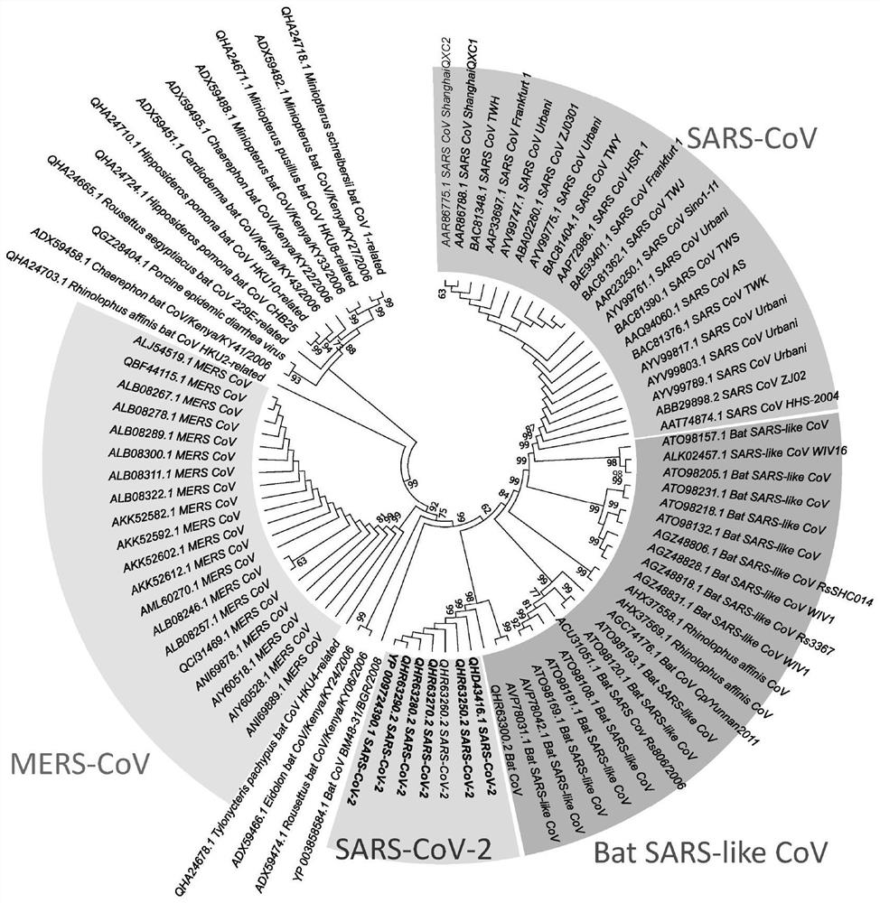 Stable polypeptide targeting SARS-CoV-2 spike protein and application of stable polypeptide