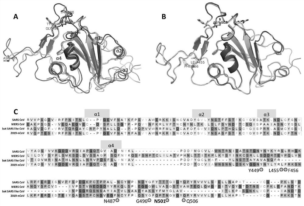 Stable polypeptide targeting SARS-CoV-2 spike protein and application of stable polypeptide