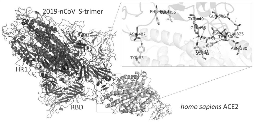 Stable polypeptide targeting SARS-CoV-2 spike protein and application of stable polypeptide