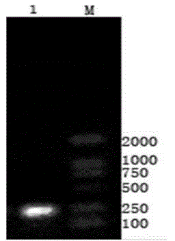 Detection method for newcastle disease virus