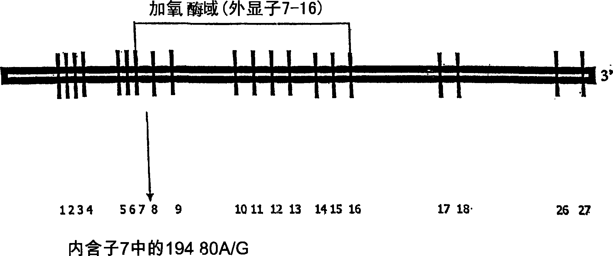 Method of detecting predisposition to high altitude pulmonary edema