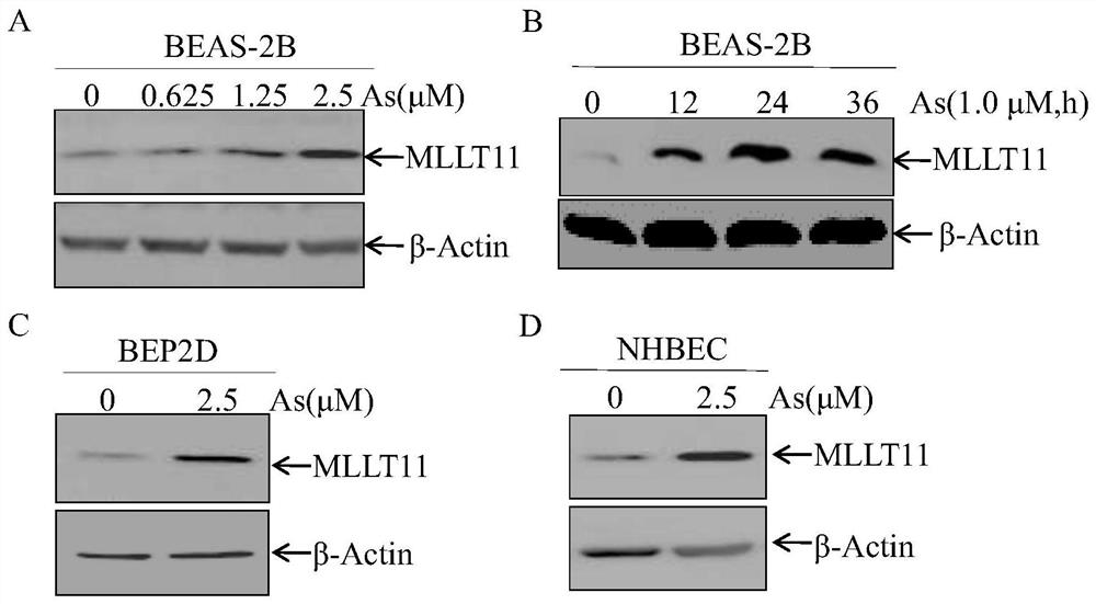 Target MLLT11 for preventing lung cancer and application thereof