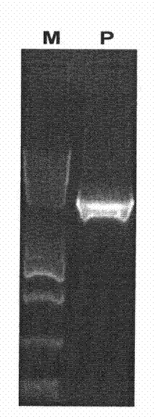 Promoter miR172c and application thereof