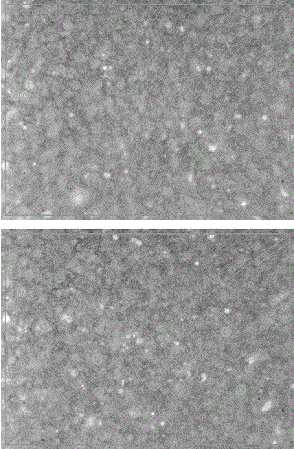 Functional live crystal porcelain and preparation method and application thereof