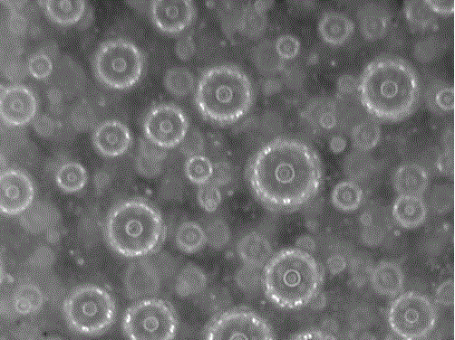 Functional live crystal porcelain and preparation method and application thereof