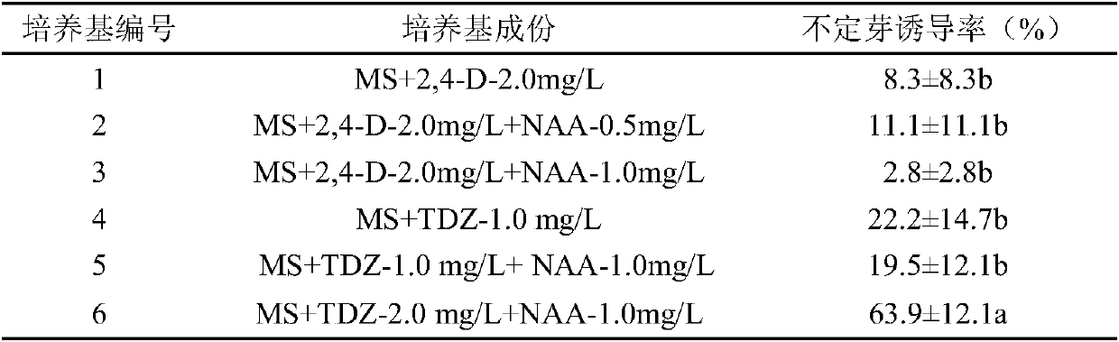 Method for inducing adventitious buds for rapid propagation of zingiberaceae seedlings