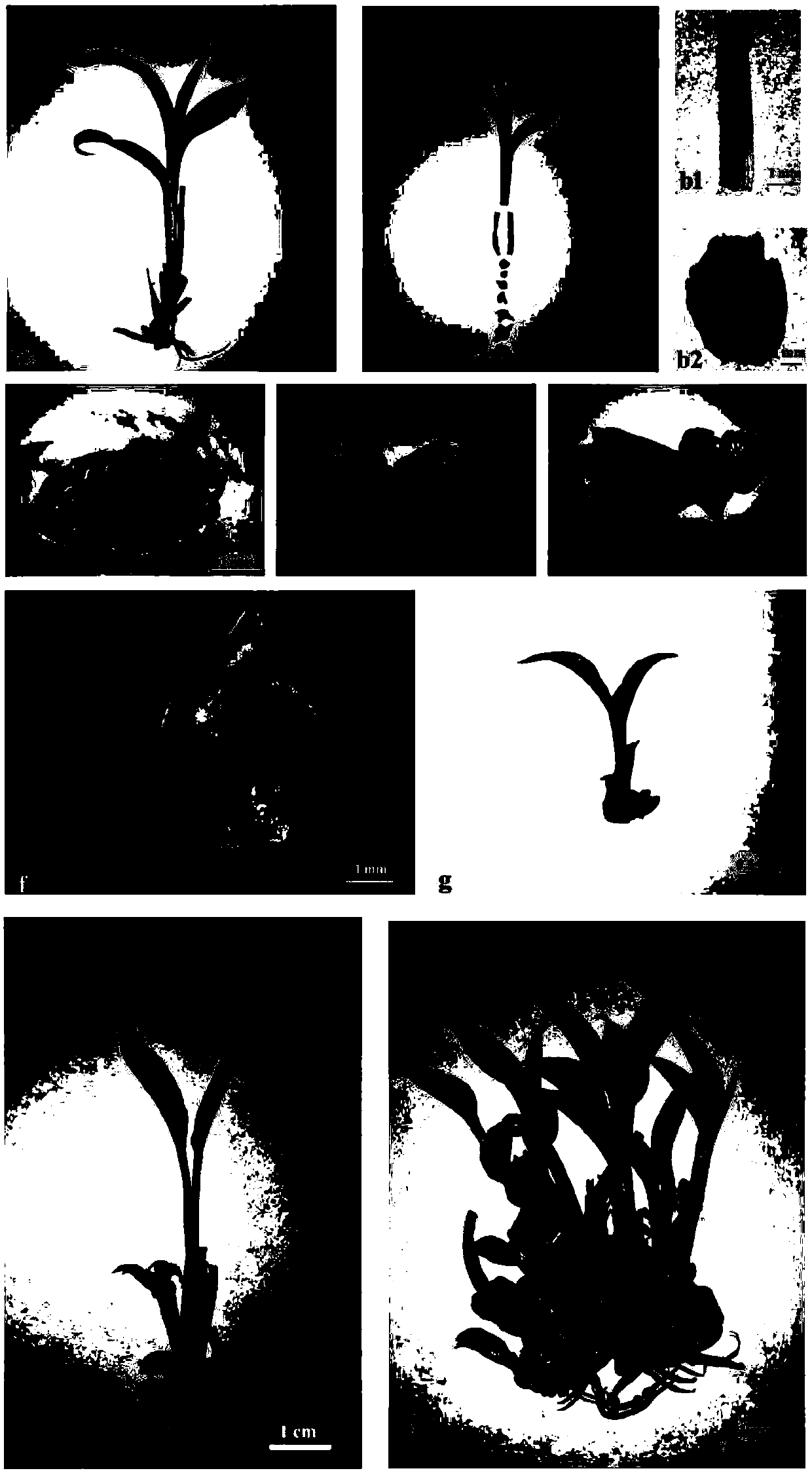 Method for inducing adventitious buds for rapid propagation of zingiberaceae seedlings