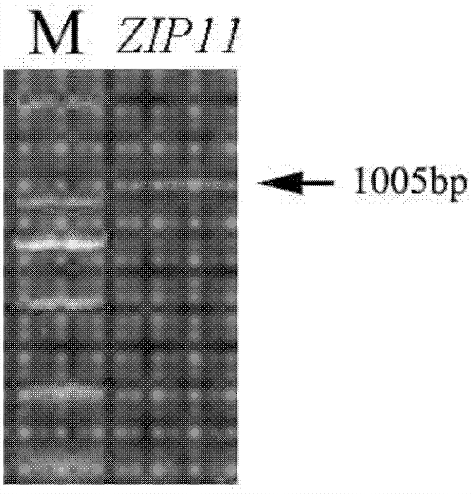 Plant resistance related protein ZIP11, its encoding gene and application thereof