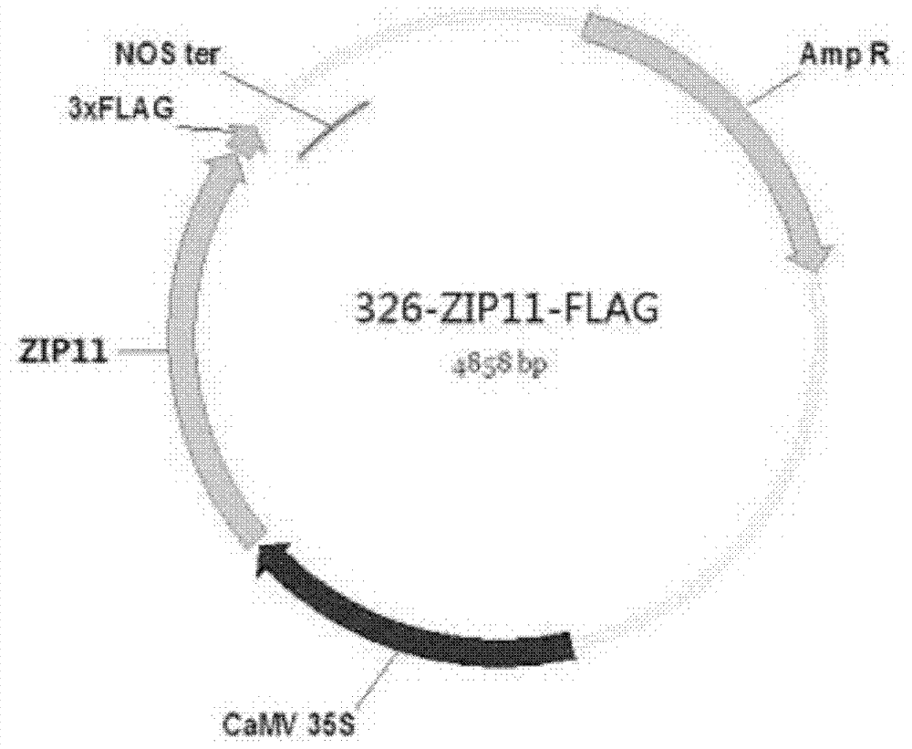 Plant resistance related protein ZIP11, its encoding gene and application thereof