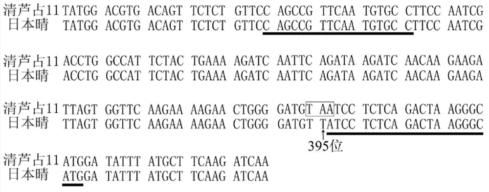 Paddy Hd-q gene and application thereof in cultivation of paddy with wide applicability