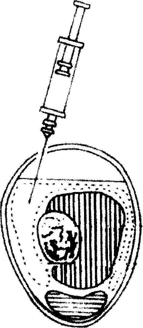 Chick embryo allantoic cavity inoculation method for increasing avian influenza virus separation rate