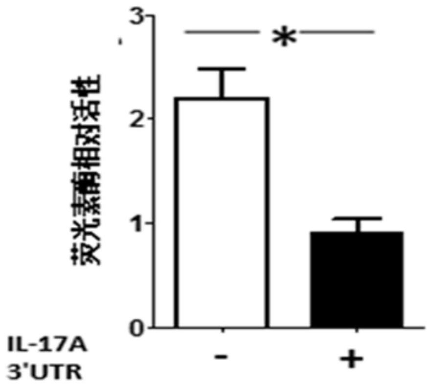 miRNA-340 target gene binding sequence, recombinant plasmid and application thereof