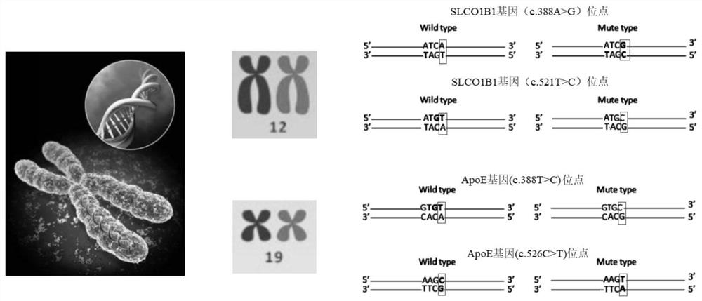 Primer, kit and recognition method for human ApoE/SLCO1B1 gene locus