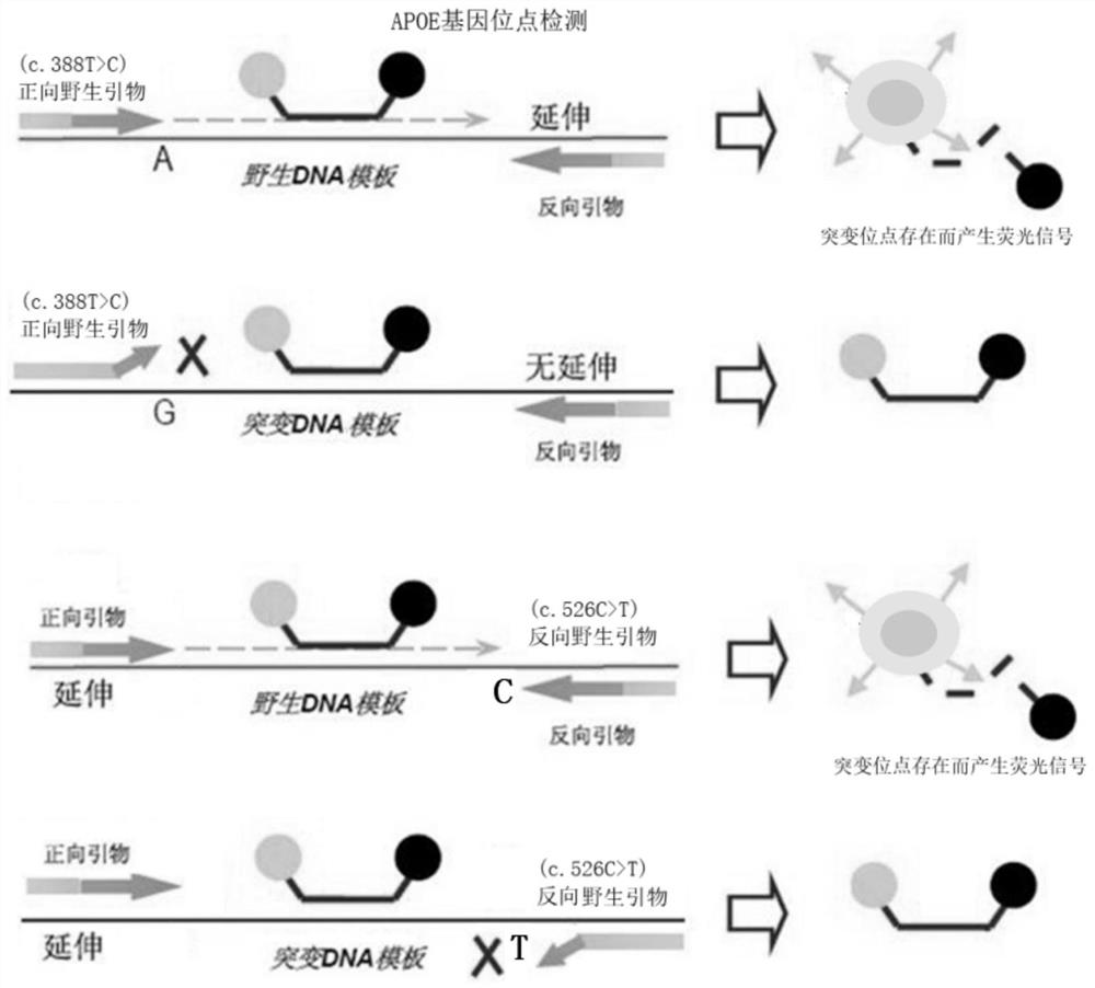 Primer, kit and recognition method for human ApoE/SLCO1B1 gene locus