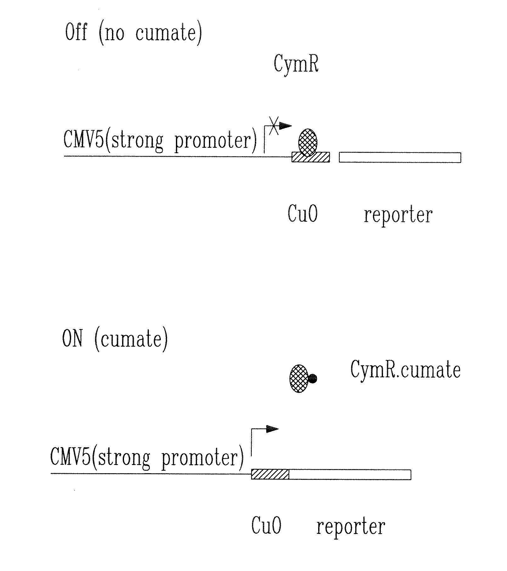 System for inducible expression in eukaryotic cells