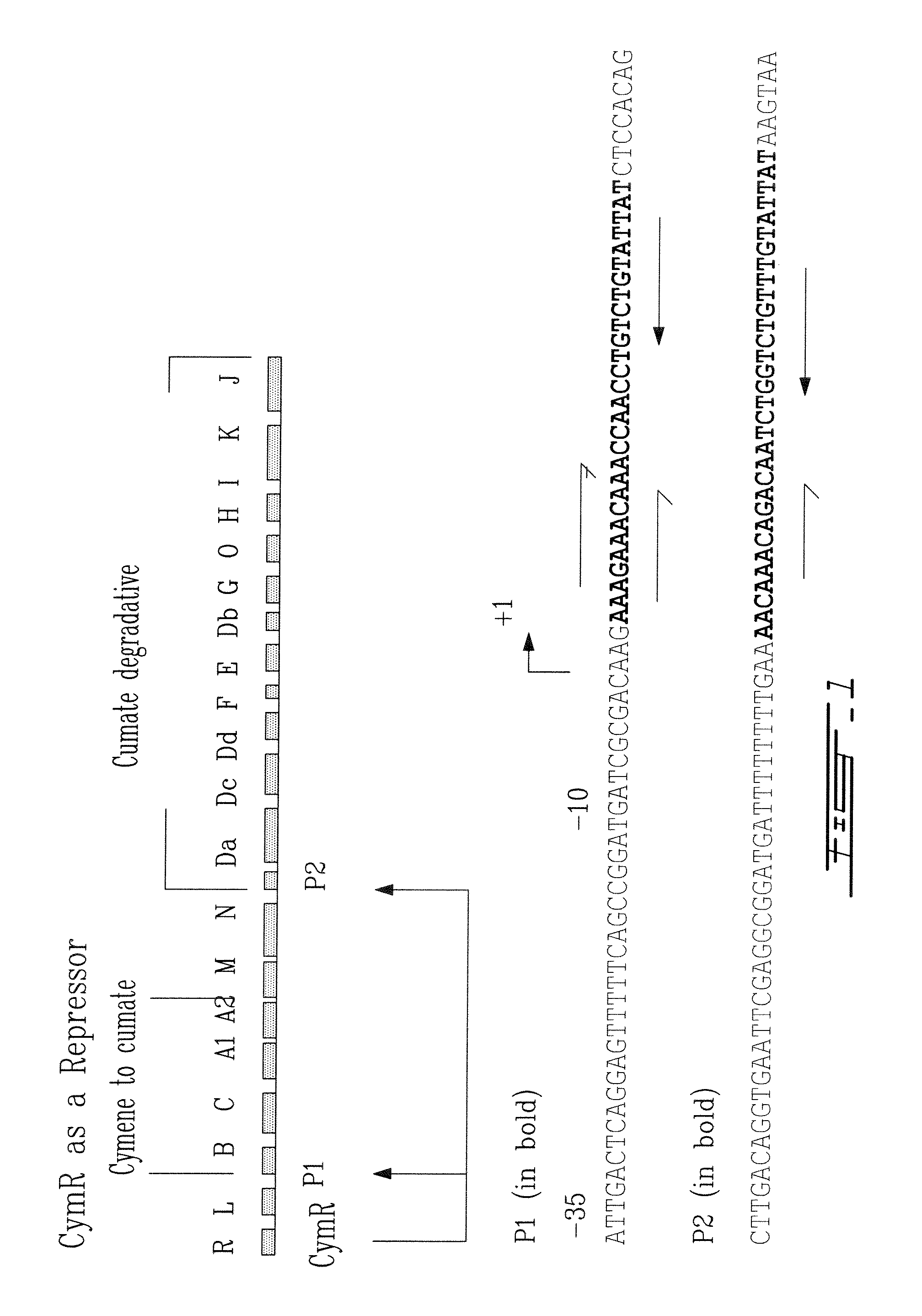 System for inducible expression in eukaryotic cells