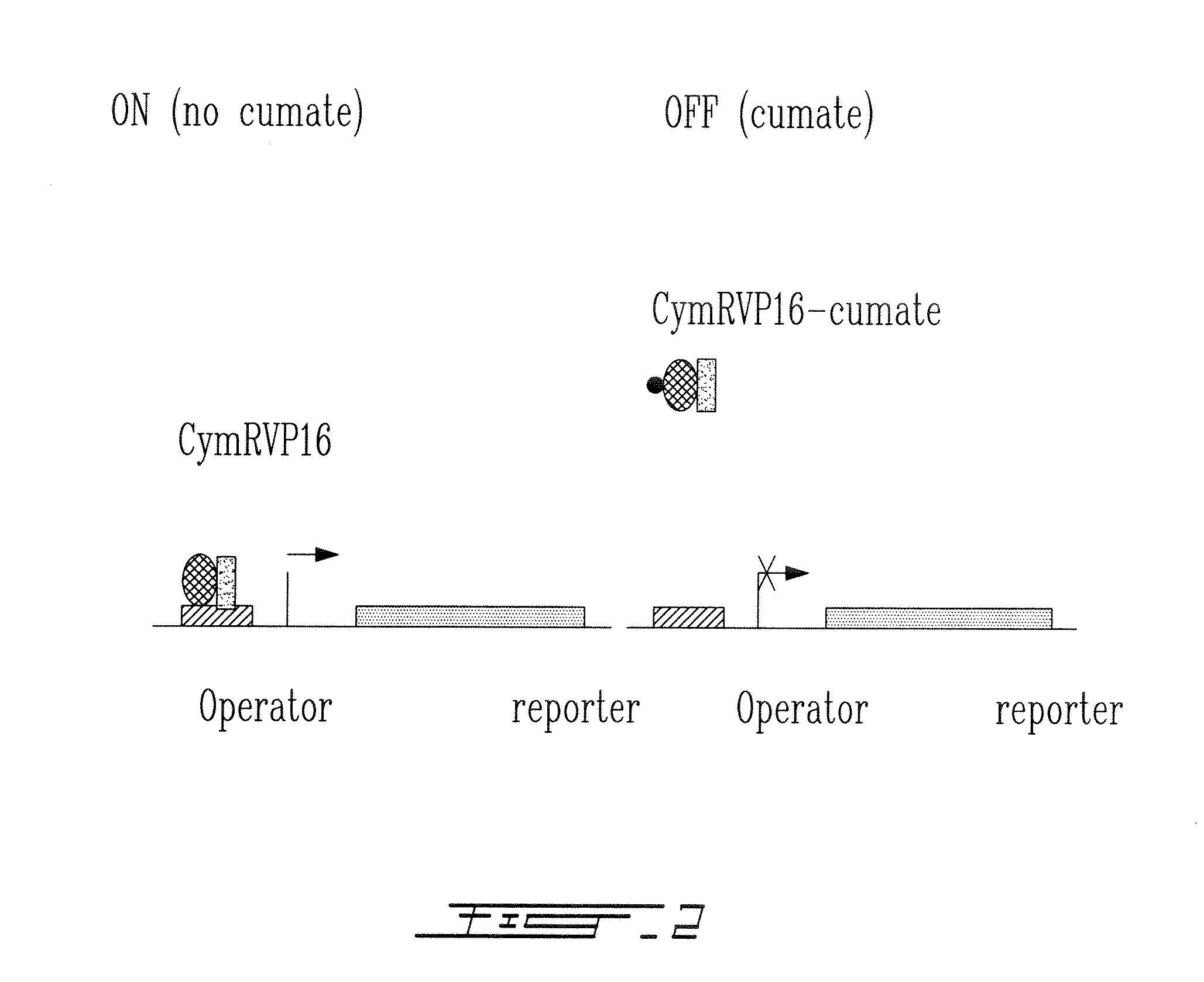 System for inducible expression in eukaryotic cells