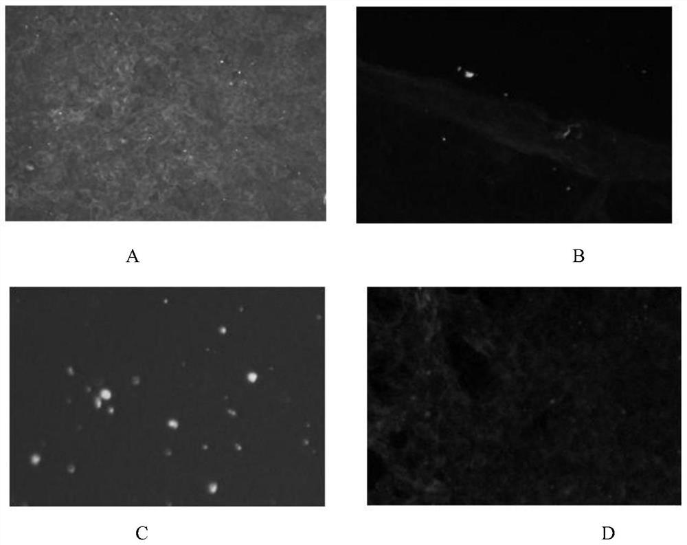 Application of truncated fragment of porcine nlrp3 as antigenic structural protein