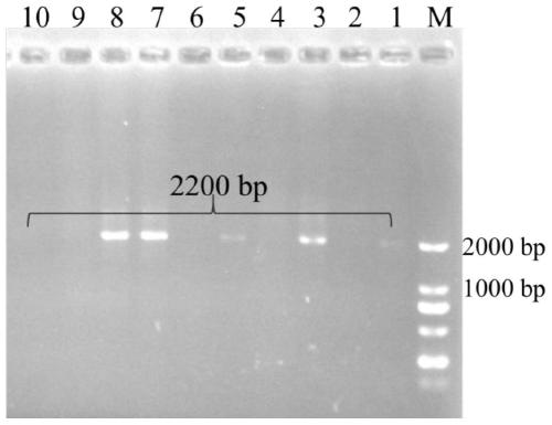 3-sterone-1, 2-dehydrogenase as well as gene sequence and application thereof