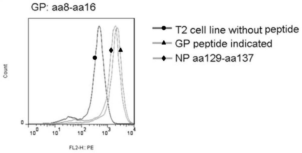 A kind of htnv antigen epitope linear tandem polypeptide and epitope peptide-complex tetramer and application