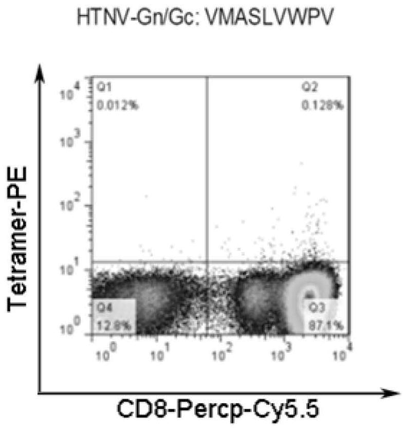 A kind of htnv antigen epitope linear tandem polypeptide and epitope peptide-complex tetramer and application