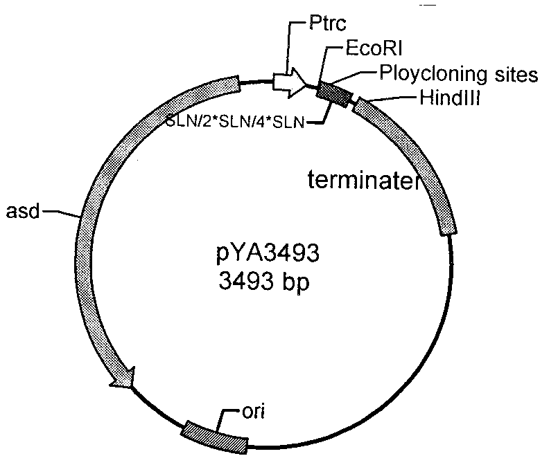 Genetic engineering live vaccine of recombinant Salmonella choleraesuis and Porcine epidemic diarrhea virus, preparation and application