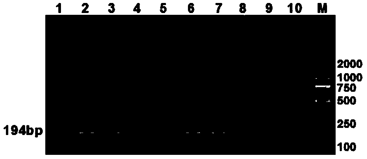 SNP marker related to Yili horse milk traits and detection method thereof