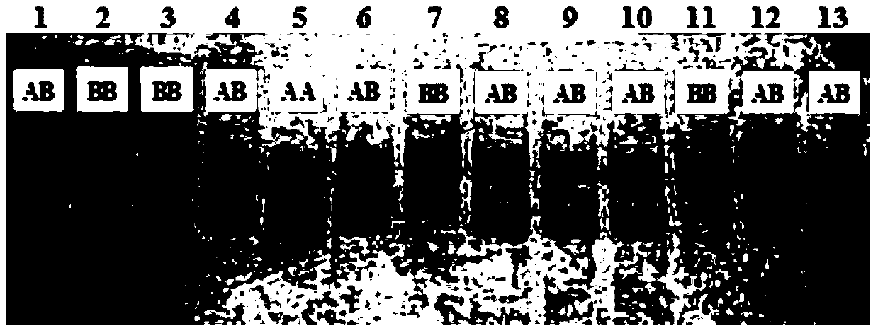 SNP marker related to Yili horse milk traits and detection method thereof