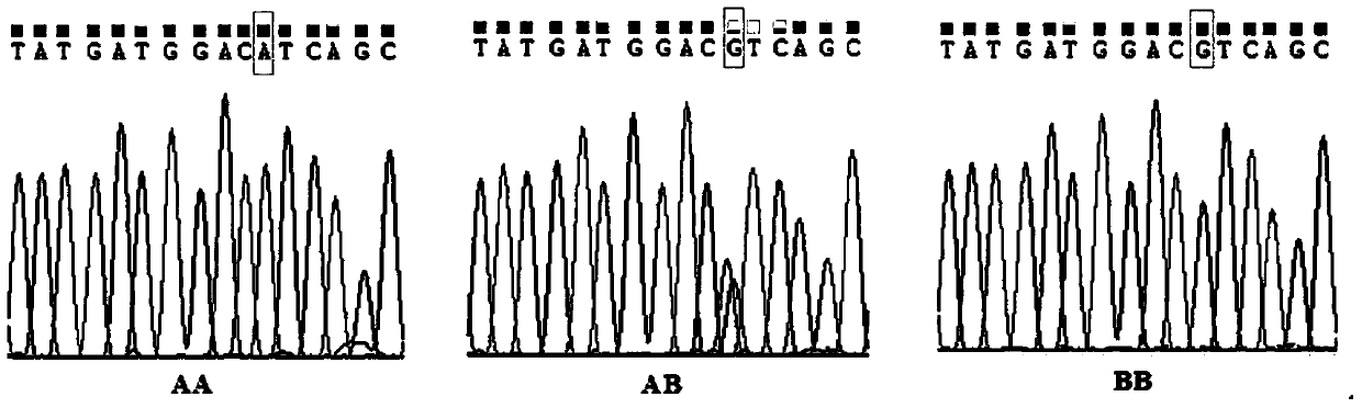 SNP marker related to Yili horse milk traits and detection method thereof