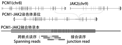 Clonal eosinophilia fusion gene detection probe composition, kit and application thereof