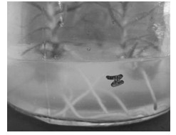 Isolated rooting culture method for fir clone