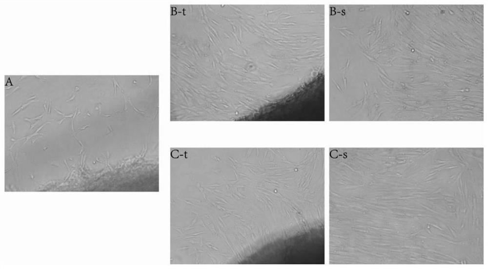 A multi-batch primary isolation method of human mesenchymal stem cells from the same donor source