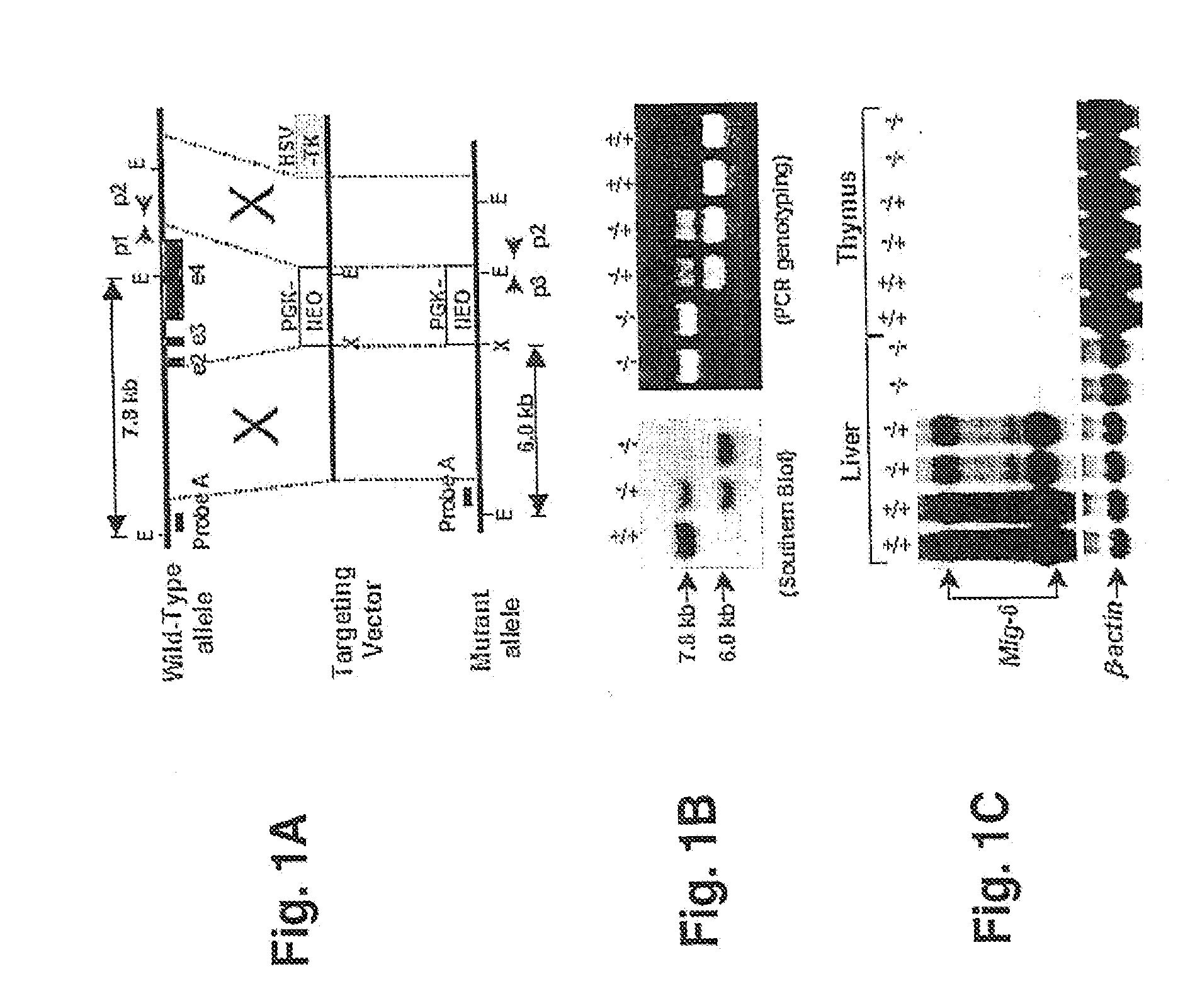 Mig-6 Knockout Mice and Elucidation of Association of Mig-6 With Early Onset Degenerative Joint Disease and Role As A Tumor Suppressor