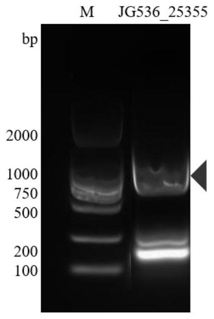 Burkholderia bidirectional ester synthase JG53625355, coding gene and application of Burkholderia bidirectional ester synthase JG53625355