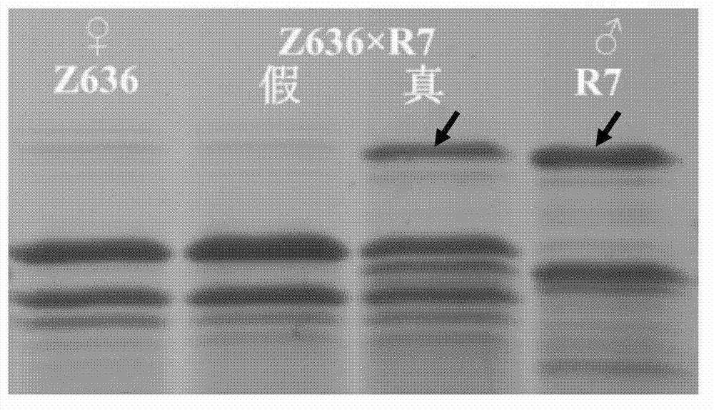 Method for detecting X-type HMW-GS (High Molecular Weight Glutenin Subunit) gene in distant hybridization wheat crossbreed