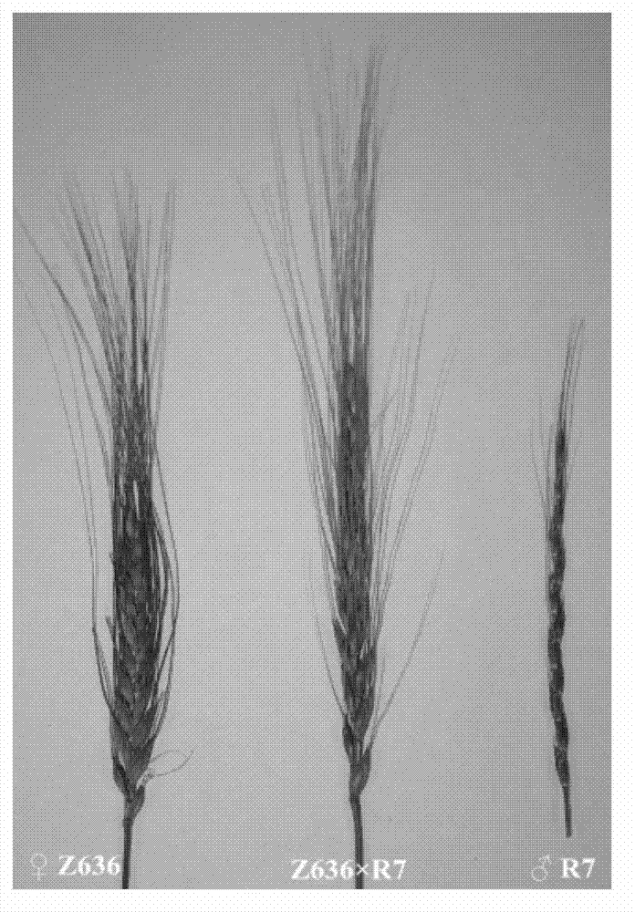 Method for detecting X-type HMW-GS (High Molecular Weight Glutenin Subunit) gene in distant hybridization wheat crossbreed