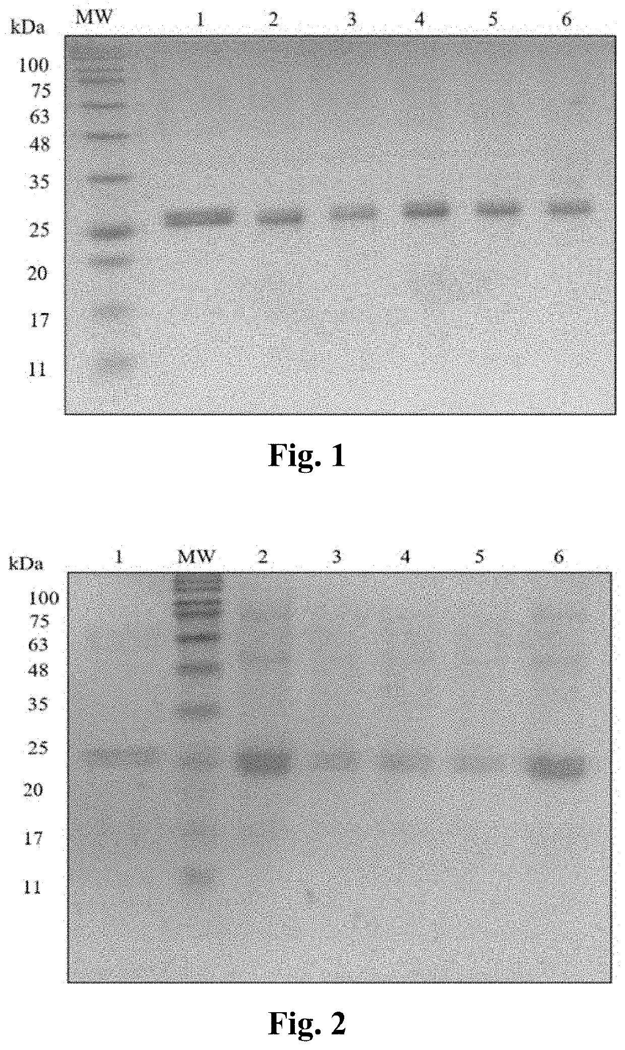 Iptg-free induction process for expression of biosimilar rhu ranibizumab antibody fragment using e. coli