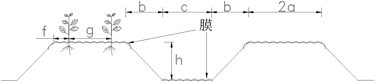 Wide-ridge mulching furrow-irrigation method in greenhouse