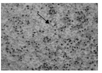 Hog fever virus csfv E2 protein ligand epitope polypeptide and application thereof