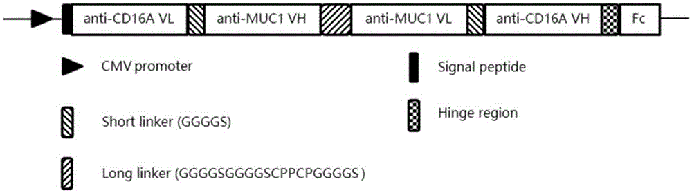 Bispecific antibody resisting CD16A antigen and MUC1antigen