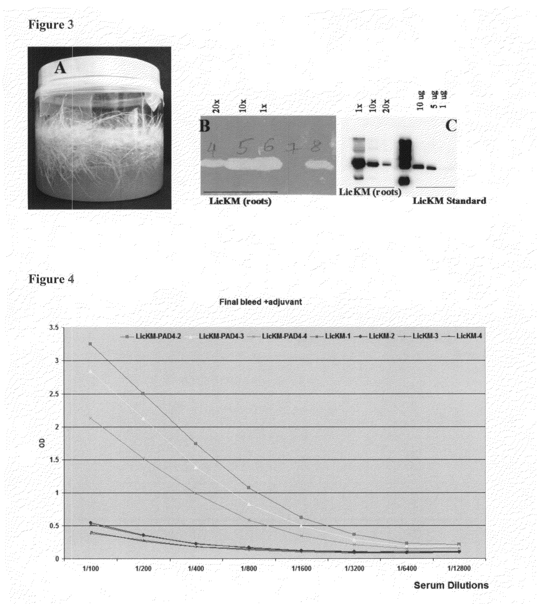 Bacillus anthracis antigens, vaccine compositions, and related methods