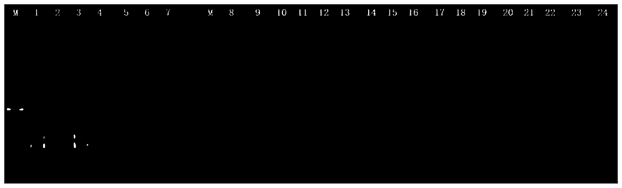 CPA detection primer, kit and method for pseudomonas aeruginosa