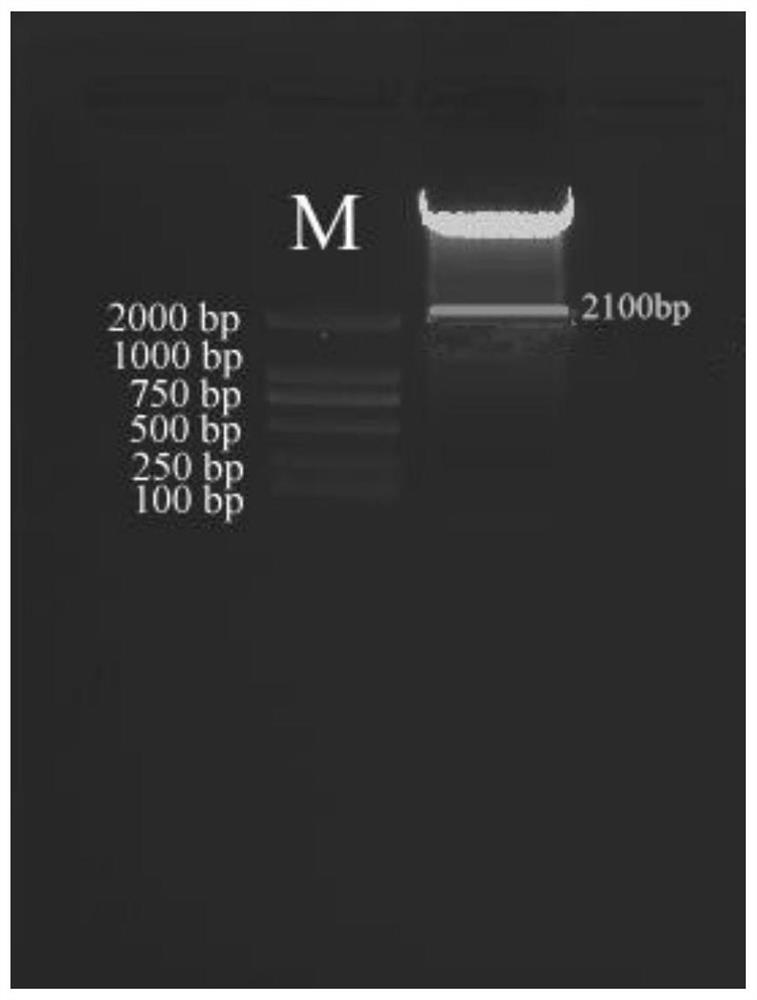 A rice low temperature inducible expression promoter poscold10 and its application