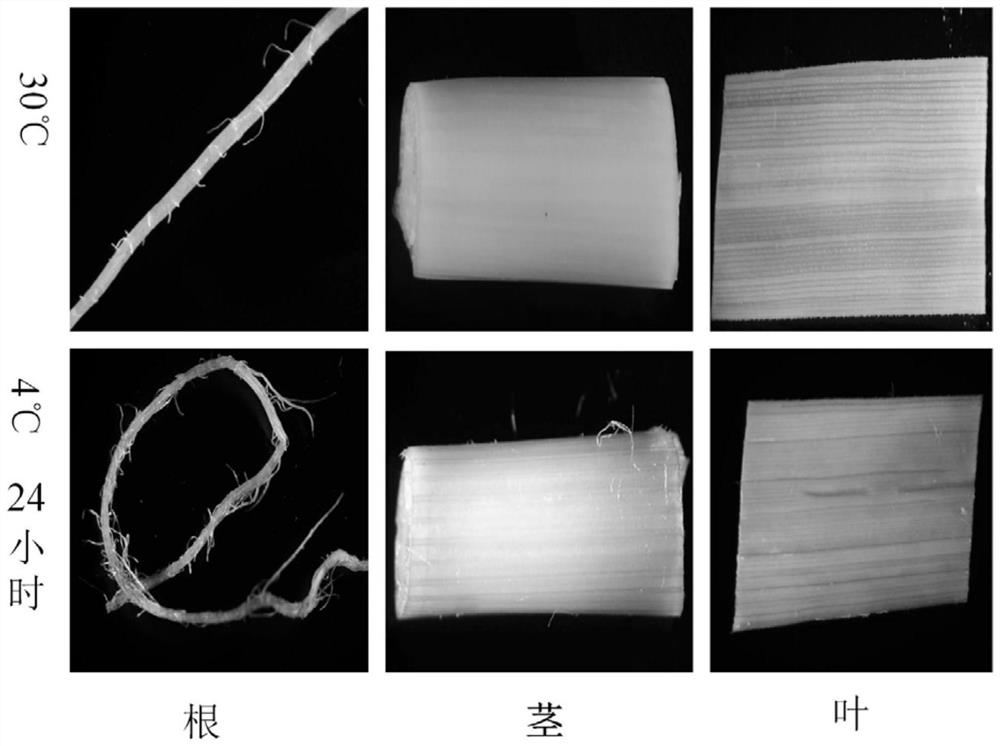 A rice low temperature inducible expression promoter poscold10 and its application