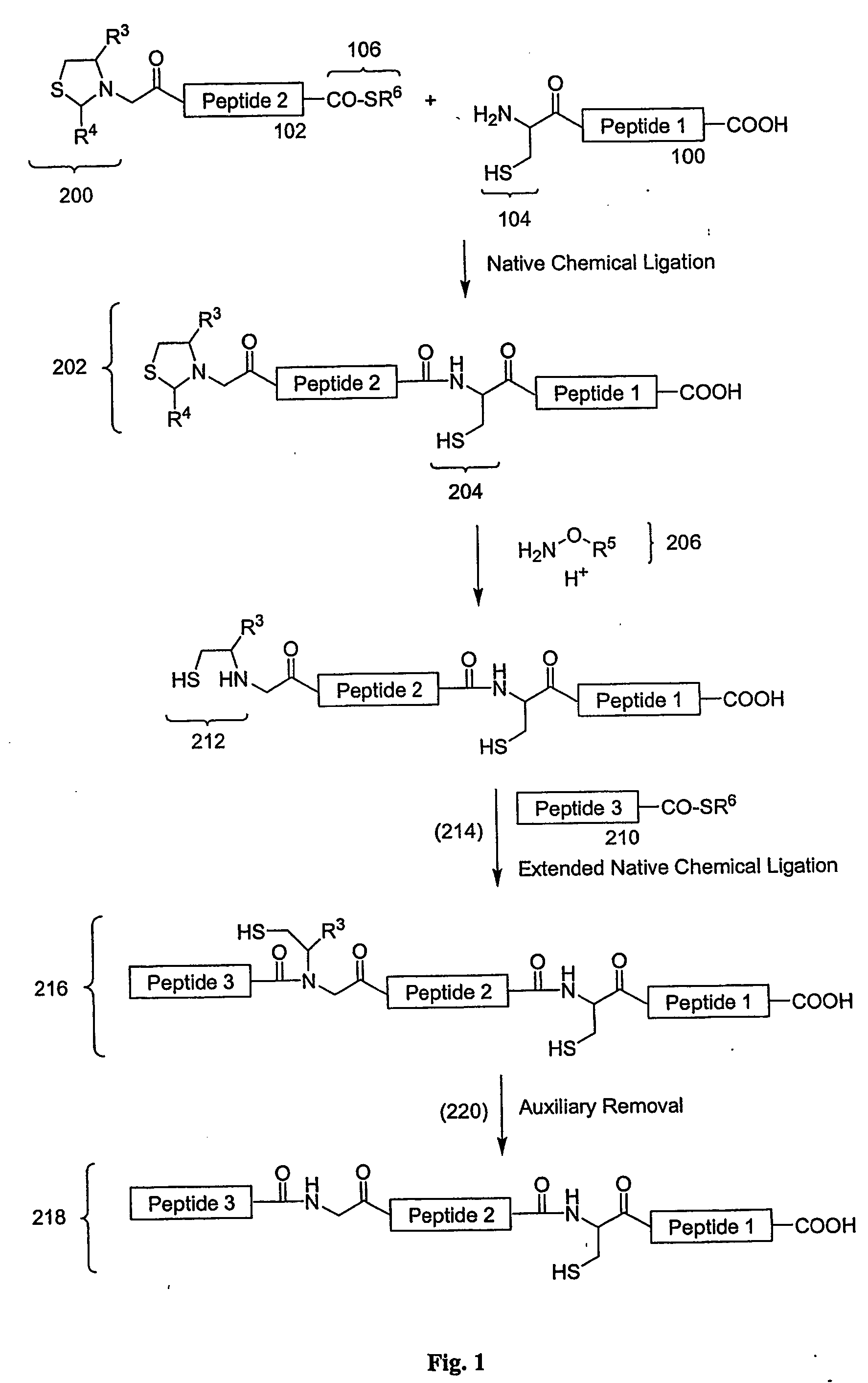 Carboxy protection strategies for acidic c-terminal amino acids in chemical ligation of oligopeptides