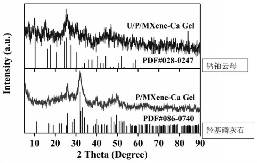 Preparation method of MXene aerogel and application of MXene aerogel to adsorption of phosphorus and uranyl