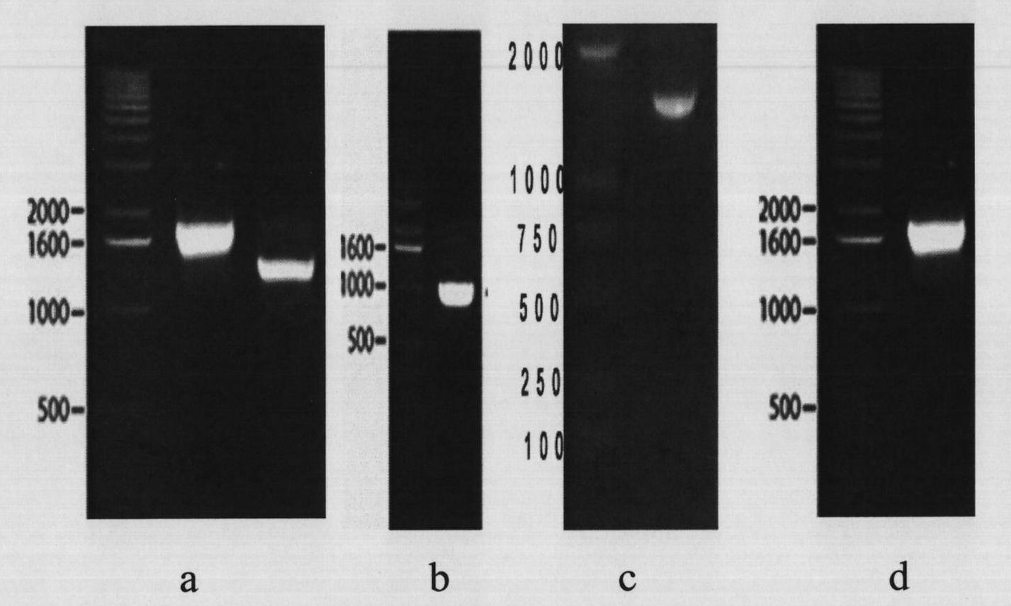 Mixed virus-like particle (VLP) of avian influenza and Newcastle disease, preparation method thereof and application thereof