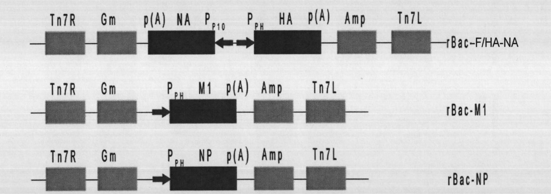 Mixed virus-like particle (VLP) of avian influenza and Newcastle disease, preparation method thereof and application thereof